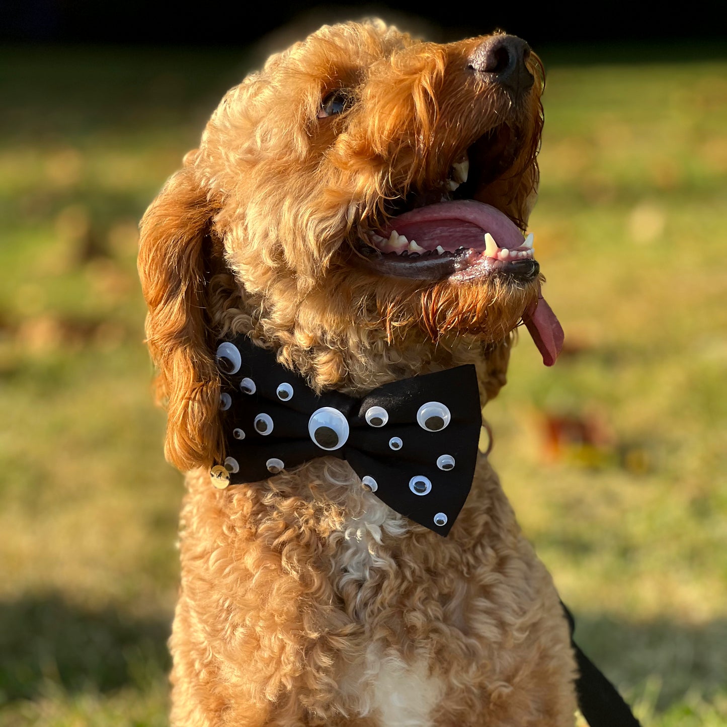 Google eyes Halloween Bow tie