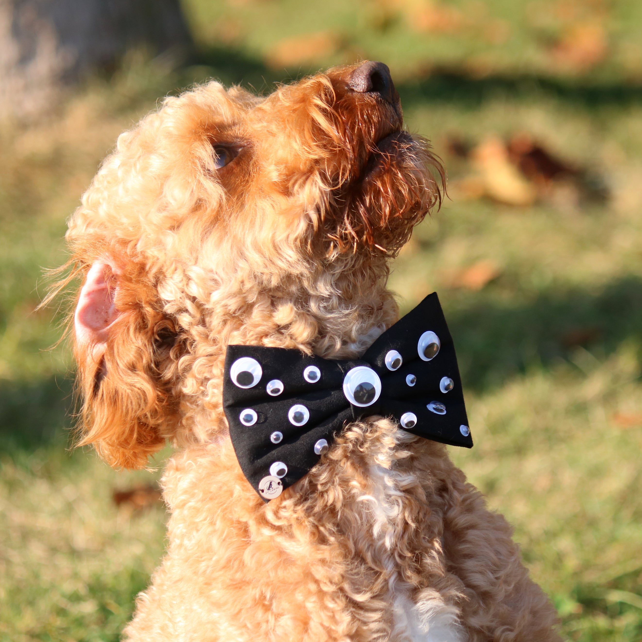 Google eyes Halloween Bow tie