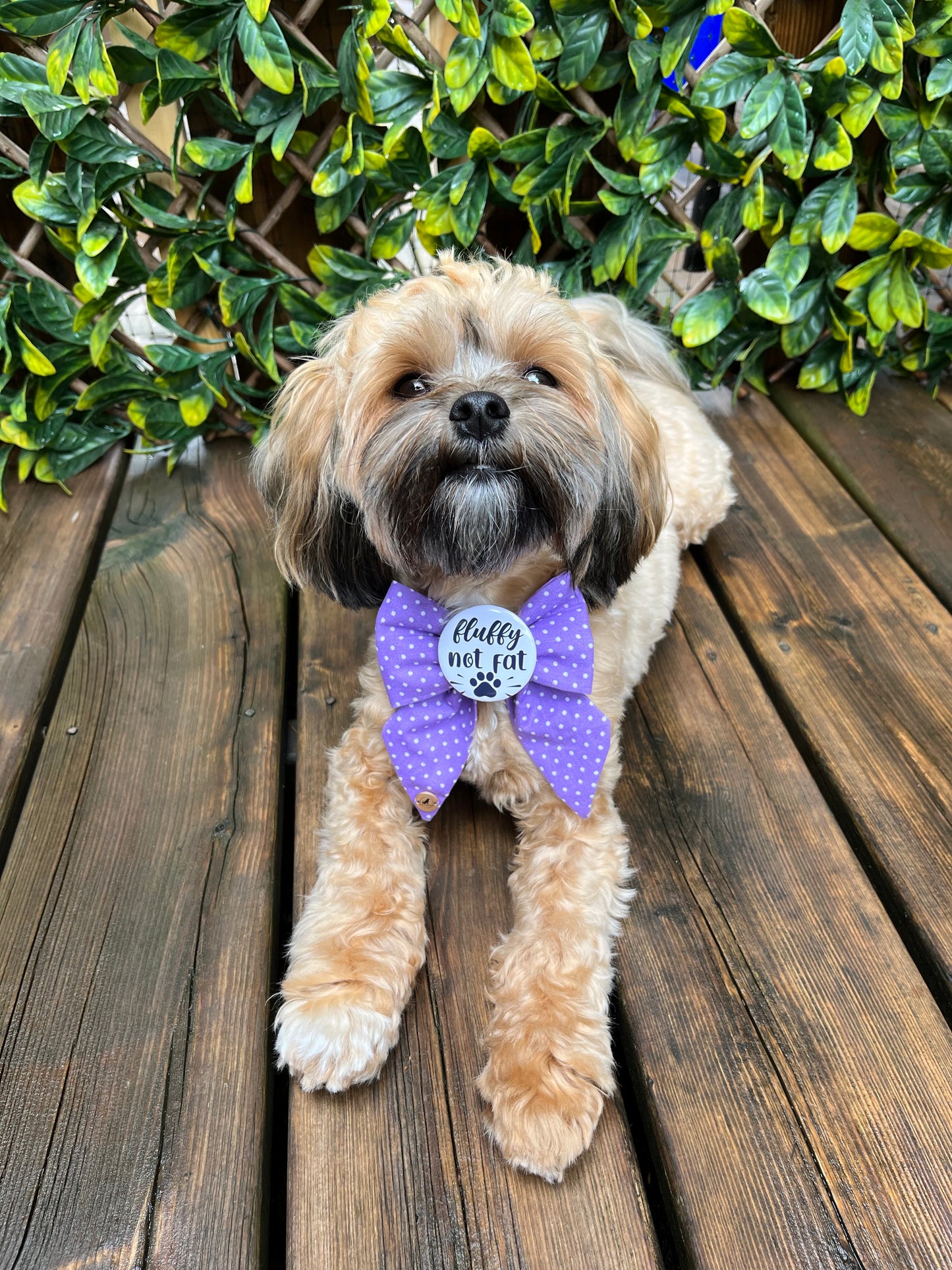 Personalized Purple Polkadot Handmade Dog Collar Sailor bow tie