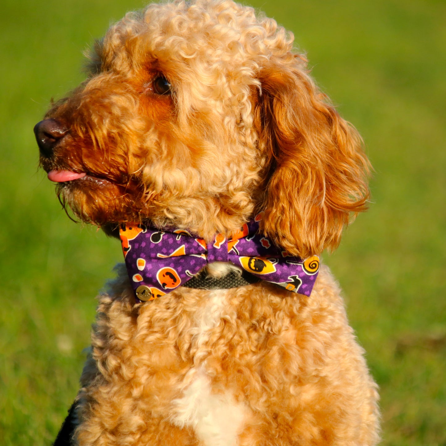 Purple Halloween Bow tie