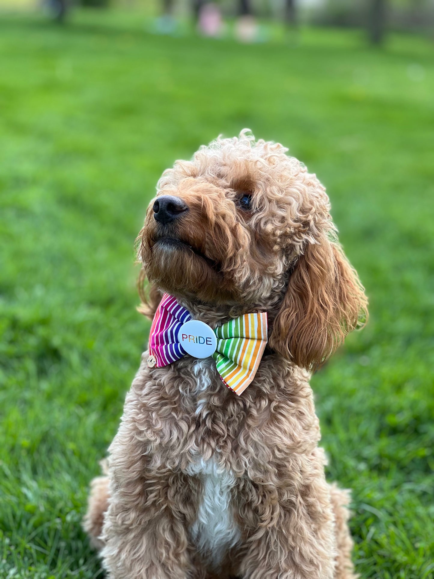 Rainbow Stripes