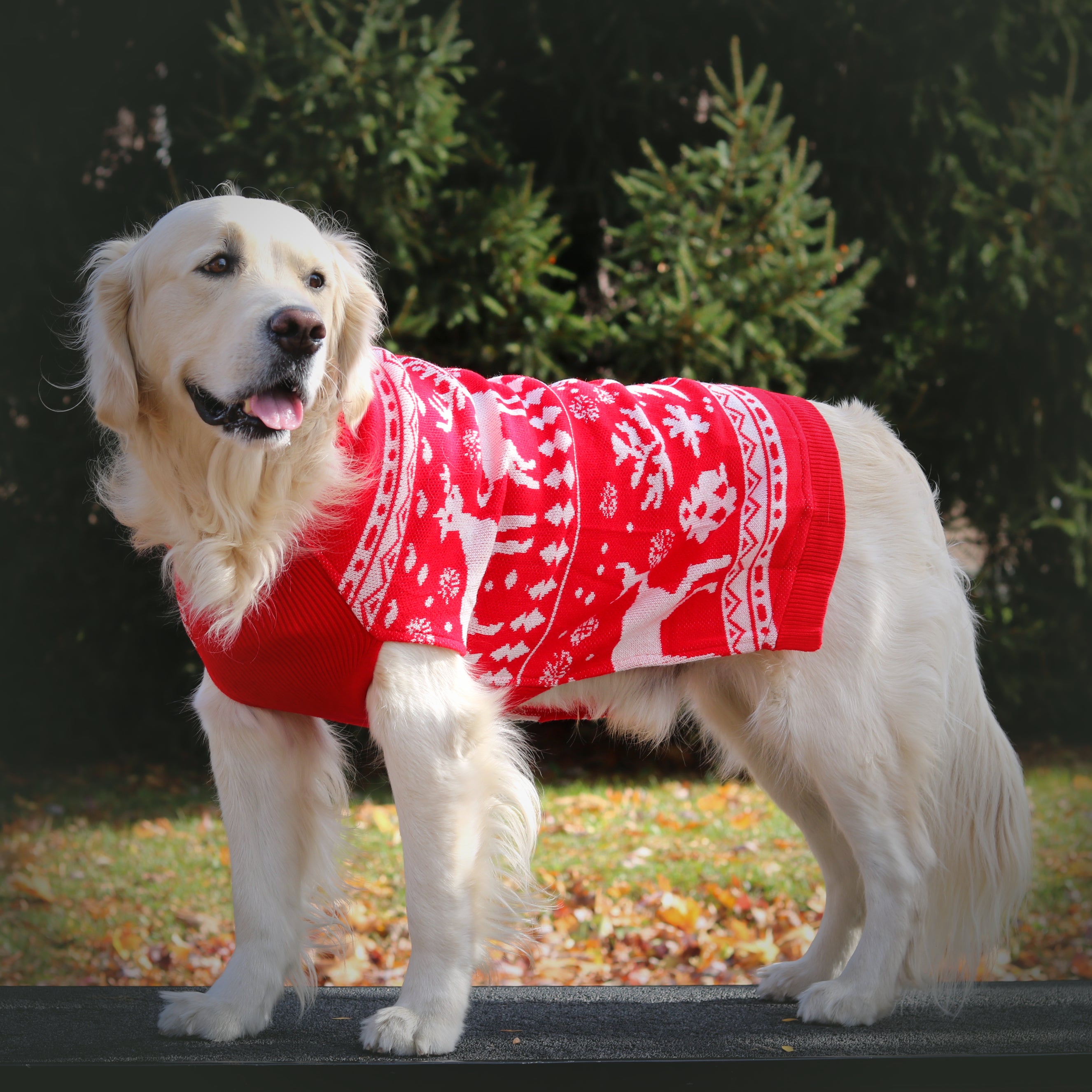 Dog Sweater - Christmas matching set