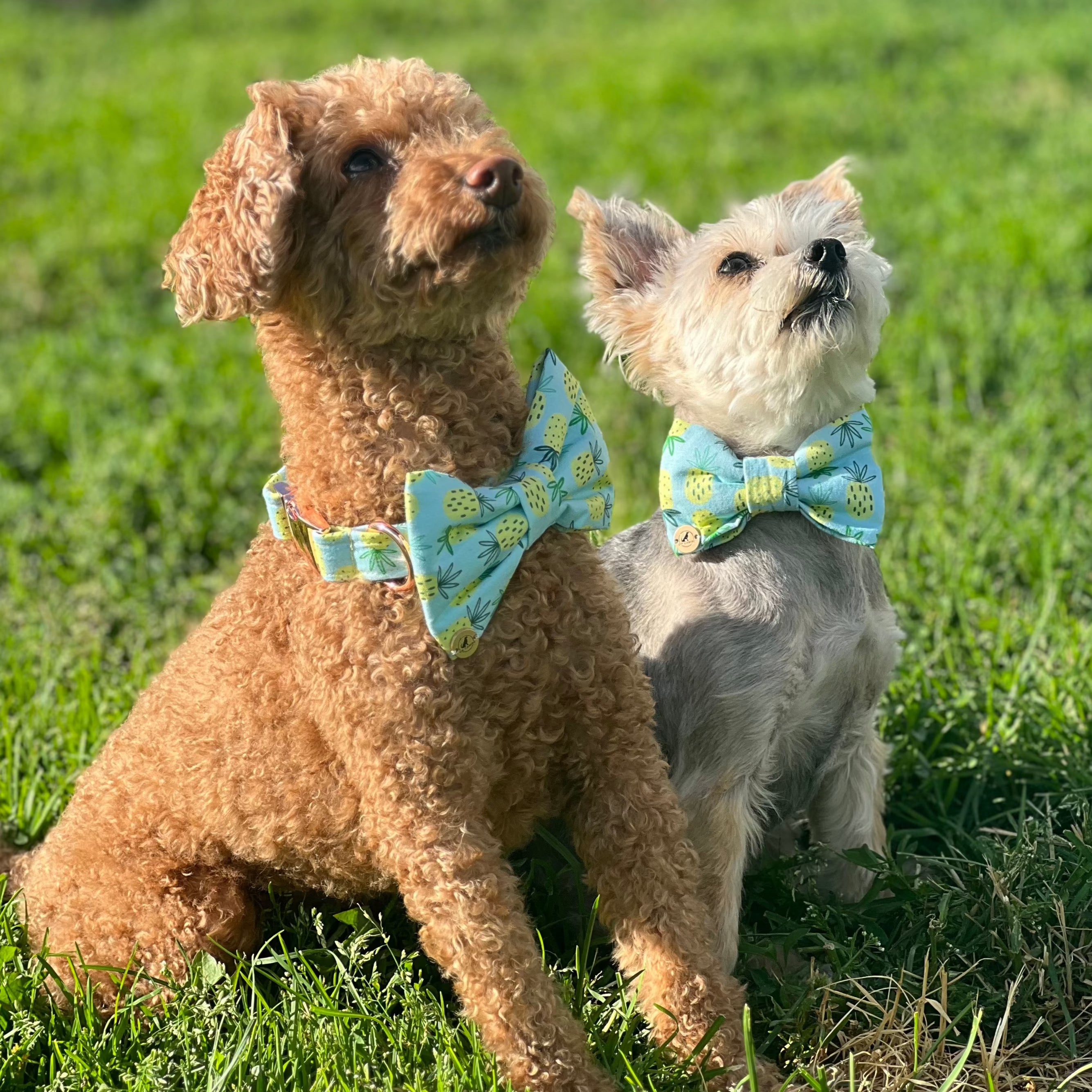 Nori Colada  Handmade Collar and bow set for dogs