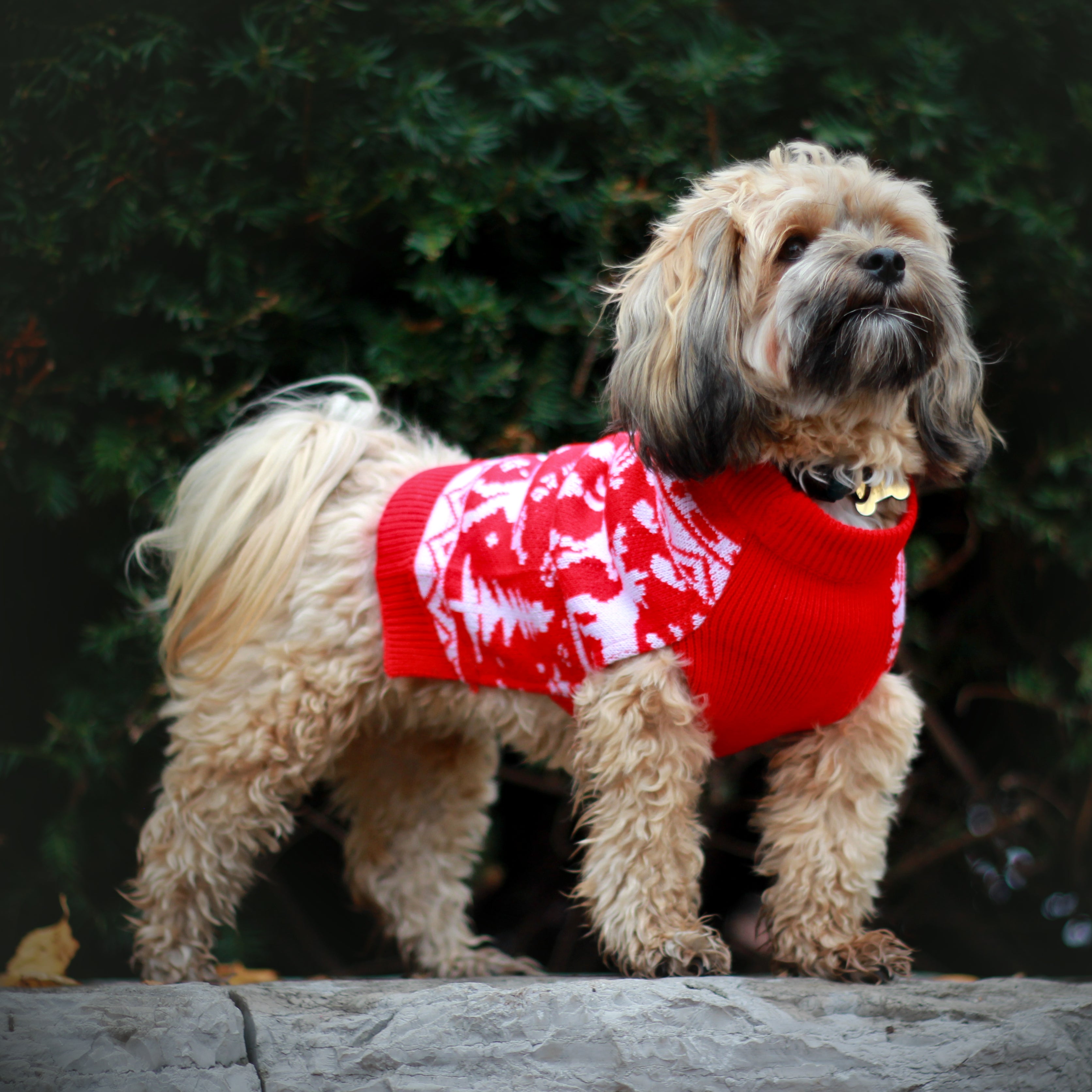 Dog Sweater - Christmas matching set