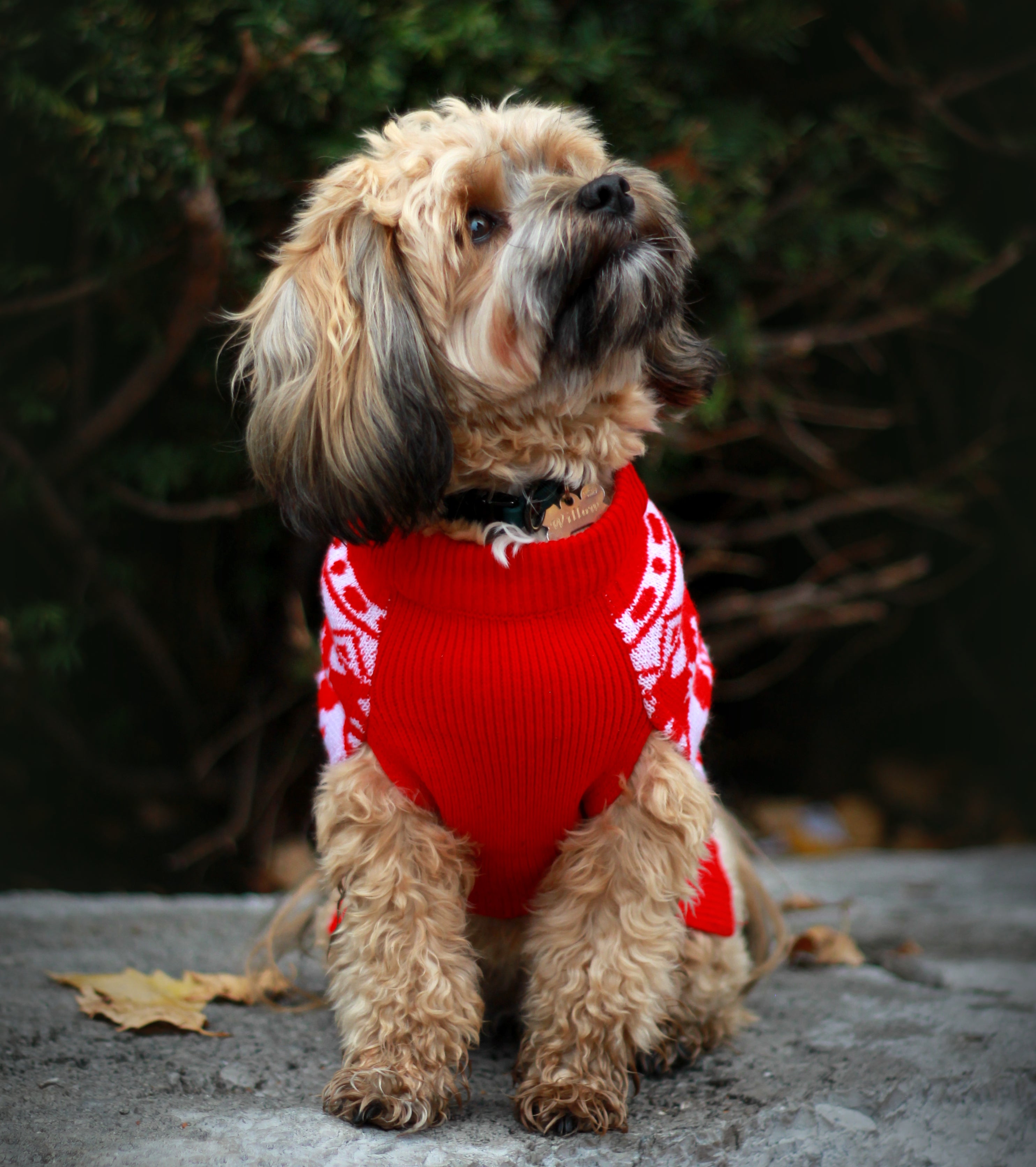 Dog Sweater - Christmas matching set