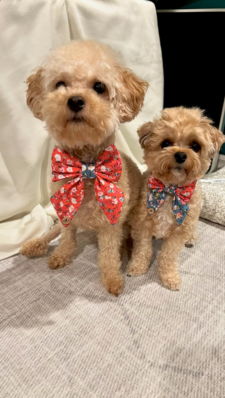 Coral Blossom Dual Color Handmade Sailor bowtie for your pets